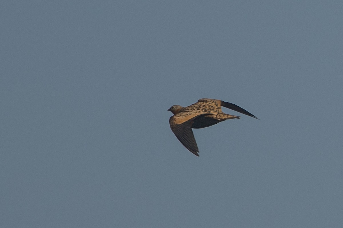 Black-bellied Sandgrouse - ML643089464