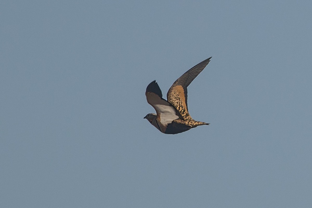 Black-bellied Sandgrouse - ML643089465