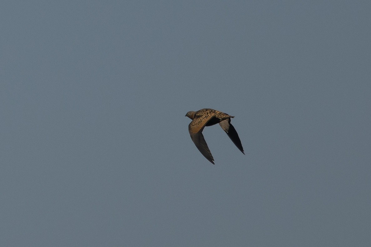 Black-bellied Sandgrouse - ML643089466