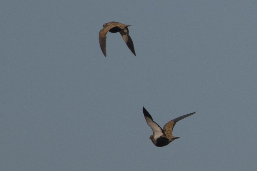 Black-bellied Sandgrouse - ML643089467
