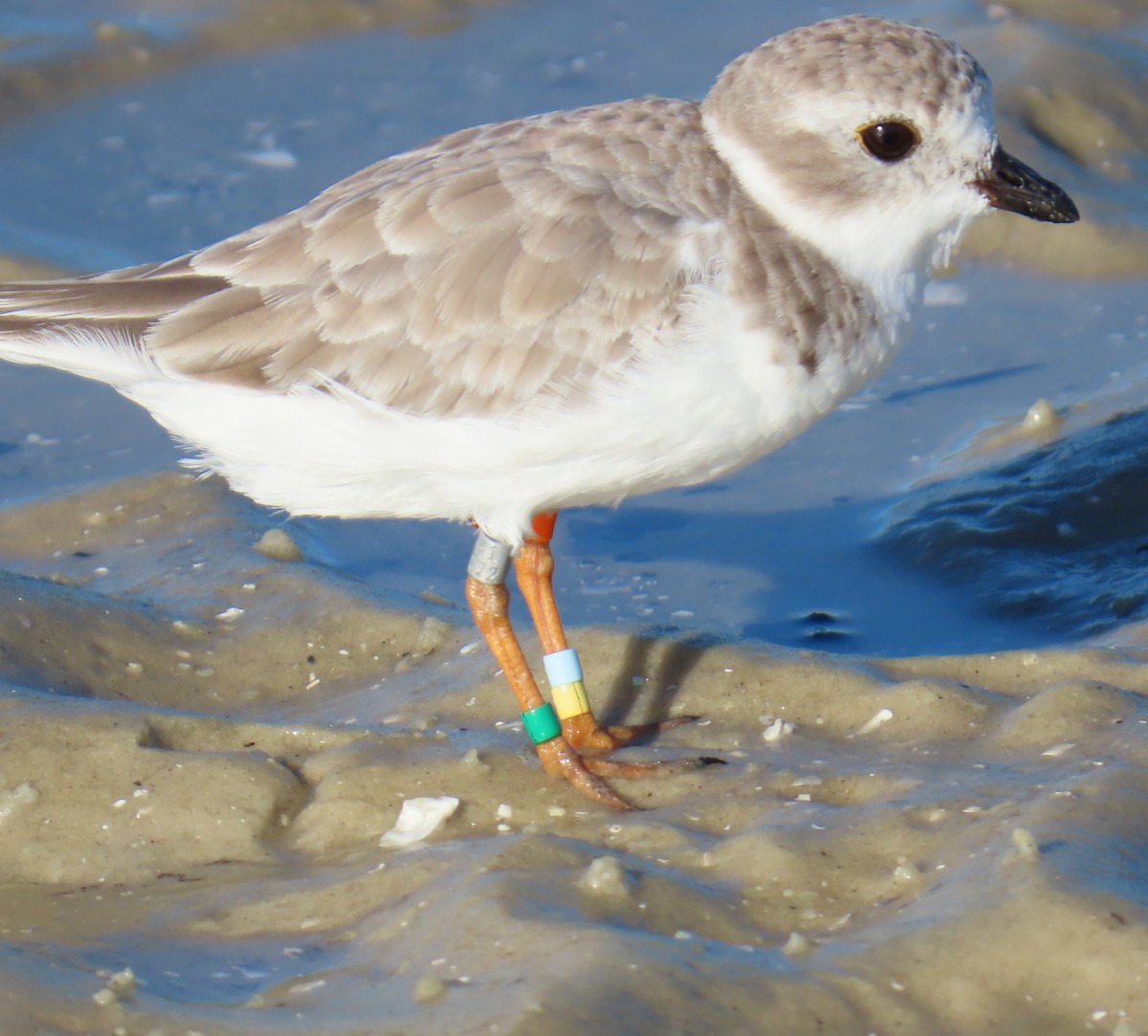 Piping Plover - ML643089469