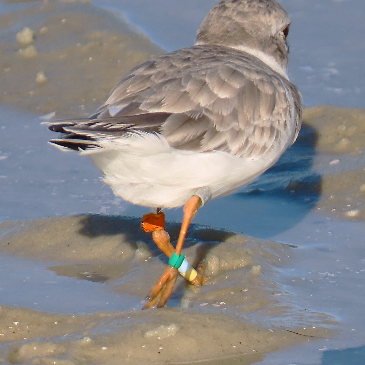 Piping Plover - ML643089506