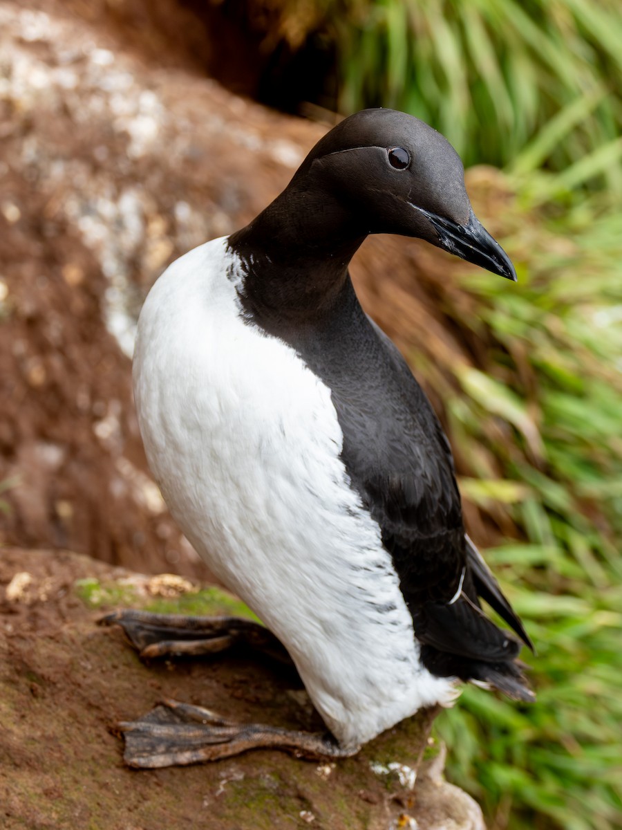 Common Murre - ML643089513