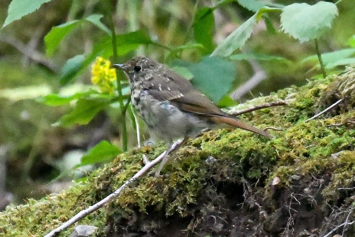 Hermit Thrush - ML643089540
