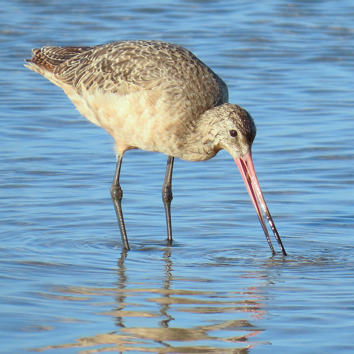 Marbled Godwit - ML643089559