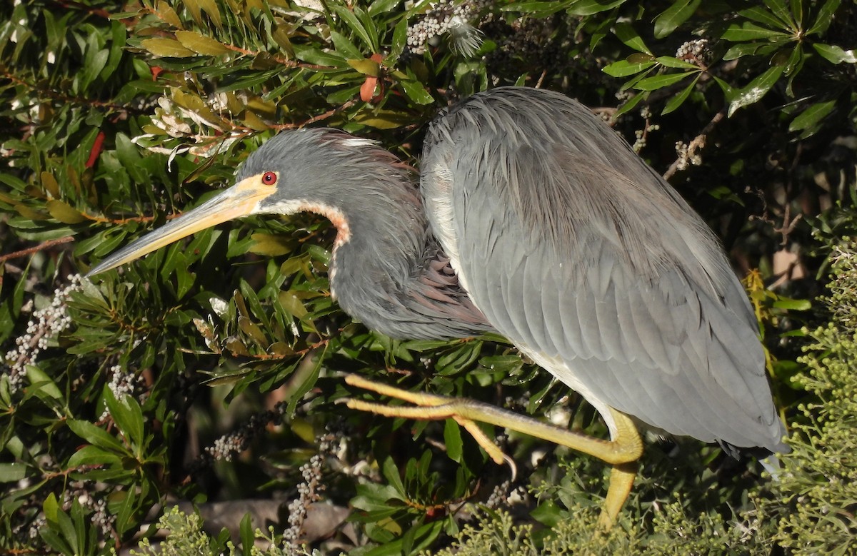 Tricolored Heron - ML643089572