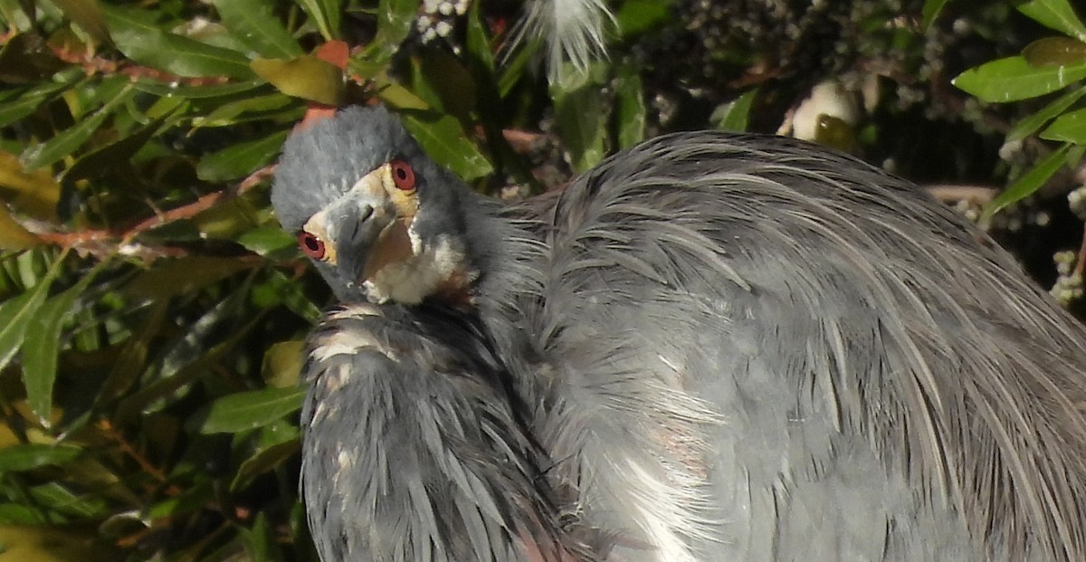 Tricolored Heron - ML643089577