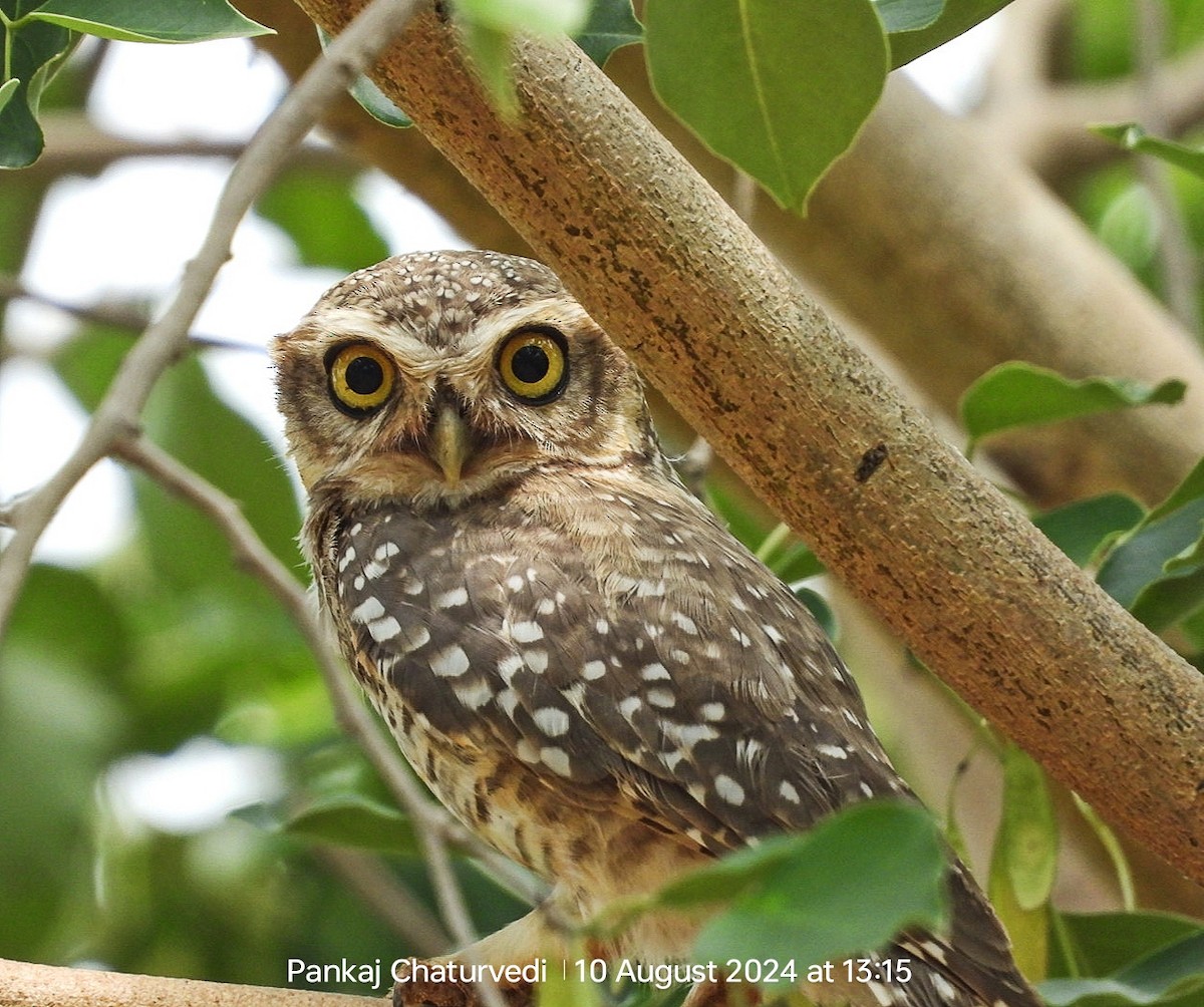 Spotted Owlet - ML643089585