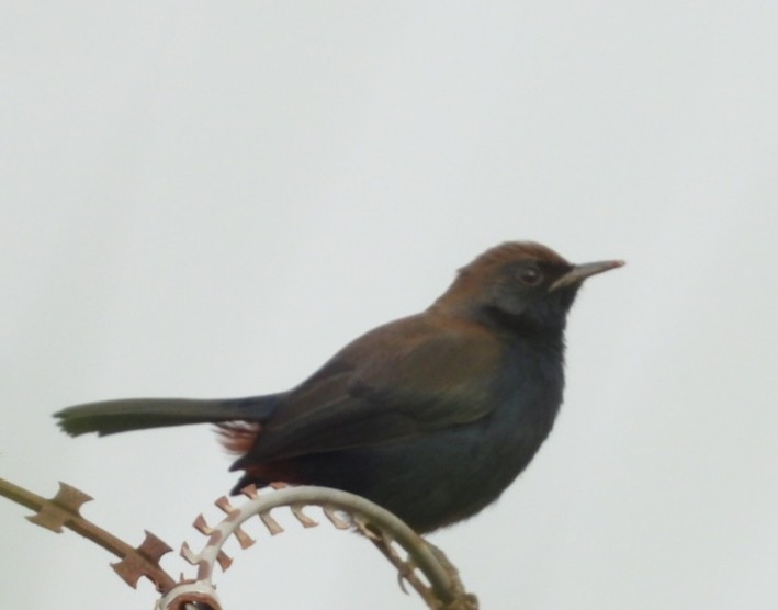 Indian Robin - ML643089586