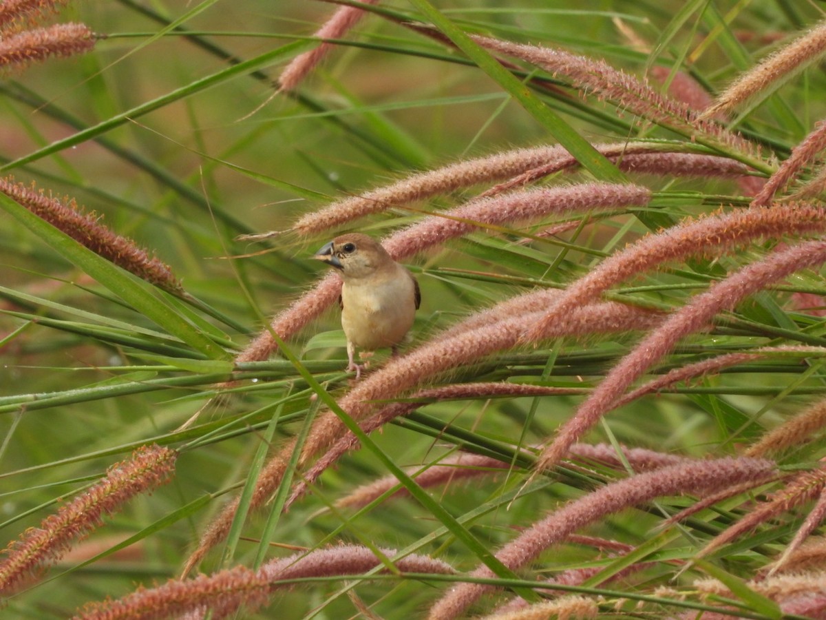 Indian Silverbill - ML643089589