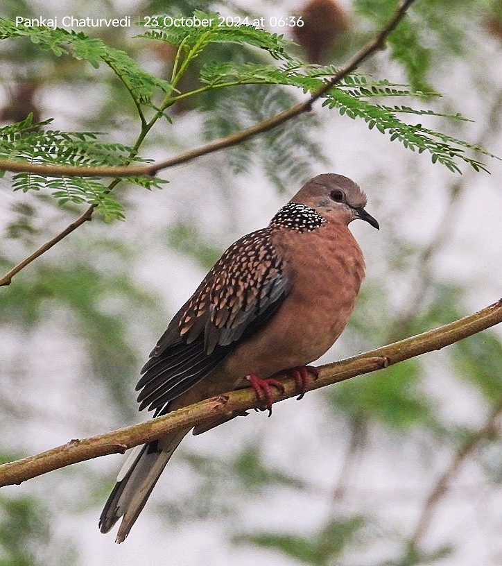 Spotted Dove - ML643089590