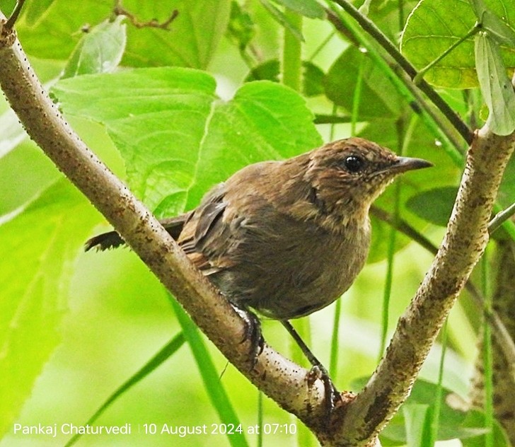 Indian Robin - ML643089595