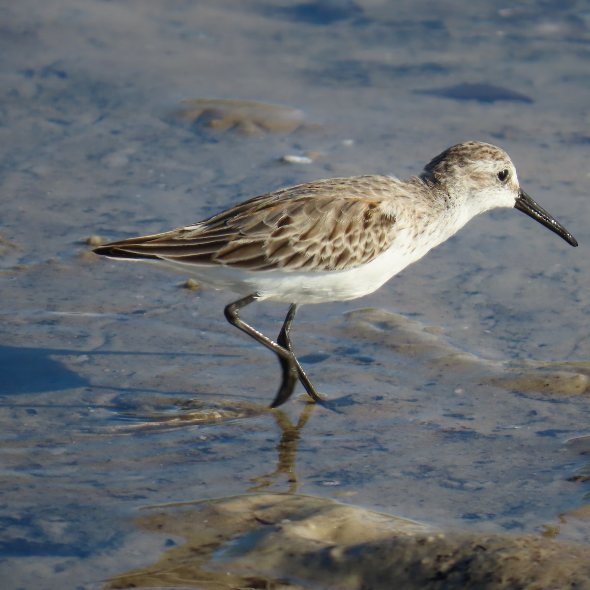 Western Sandpiper - ML643089602