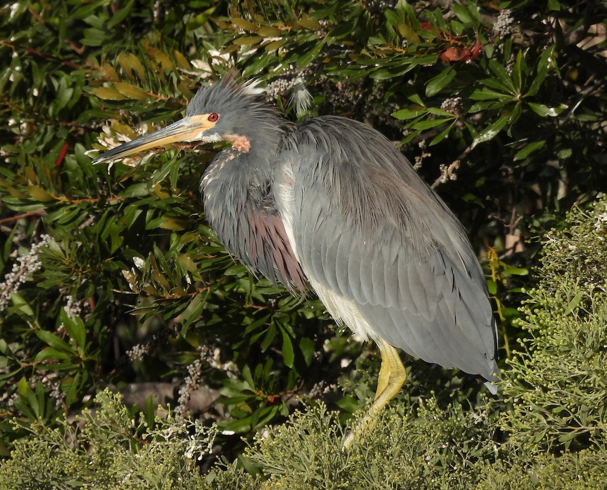 Tricolored Heron - ML643089603