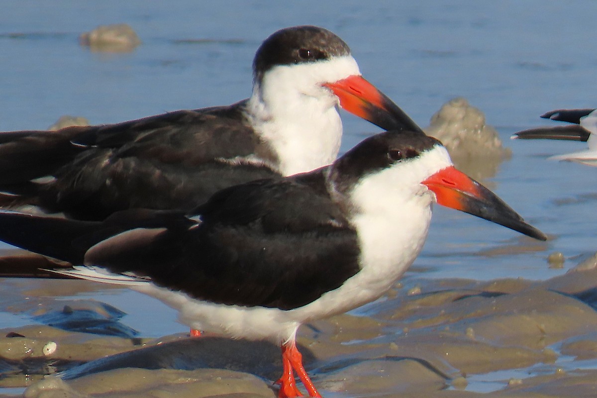 Black Skimmer - ML643089604