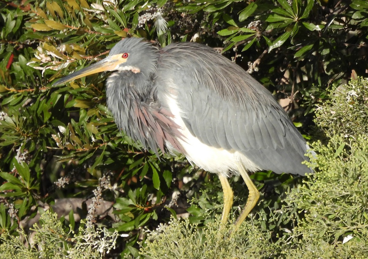 Tricolored Heron - ML643089610