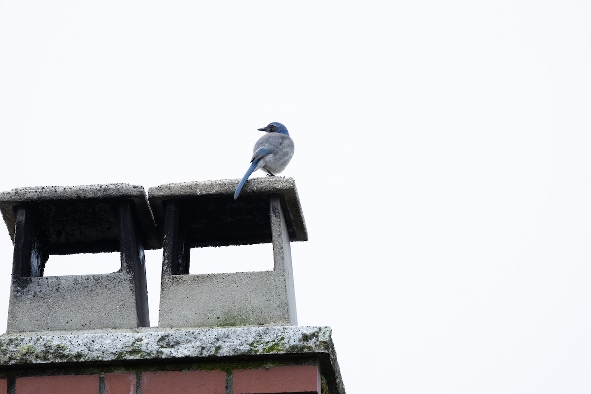 California Scrub-Jay - ML643089616