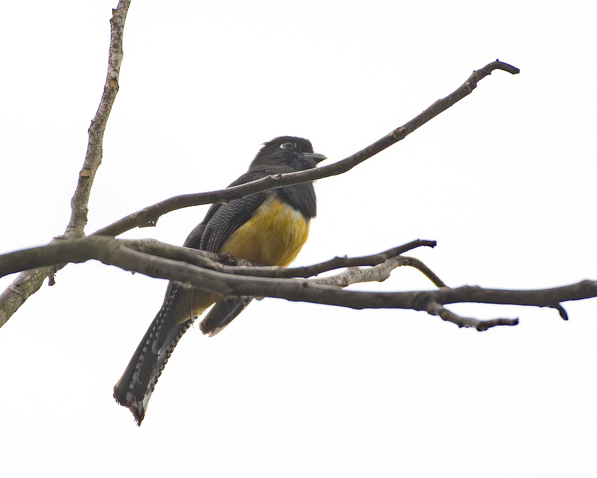 Gartered Trogon - ML643089619