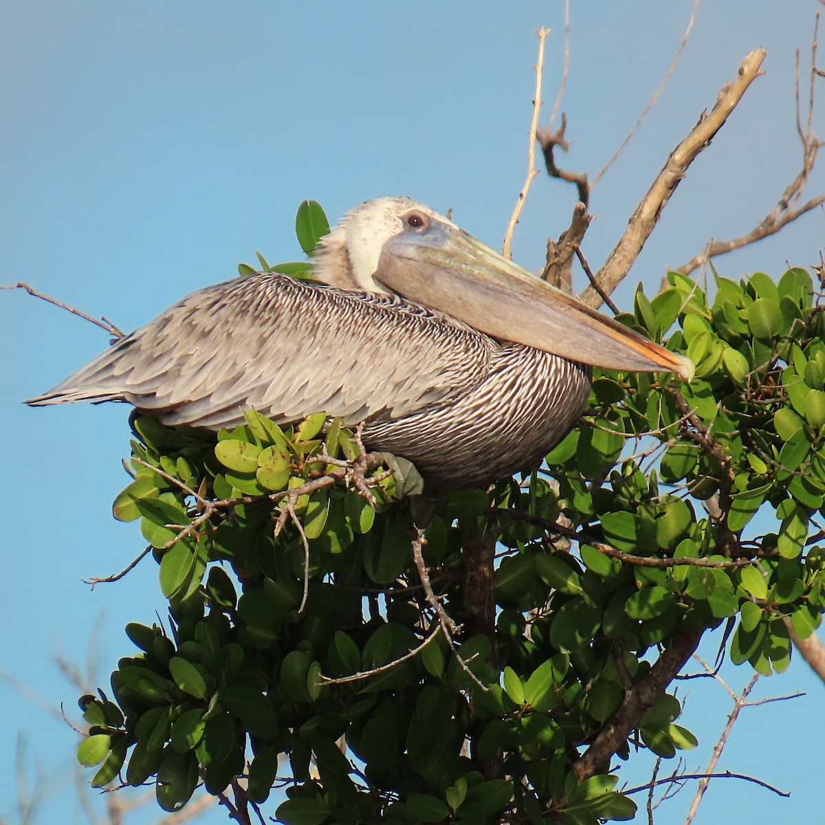 Brown Pelican - ML643089631