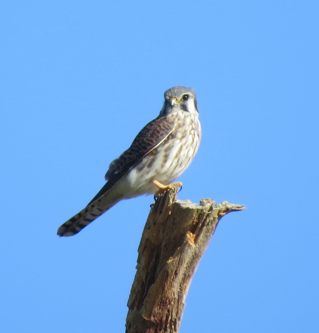 American Kestrel - ML643089656