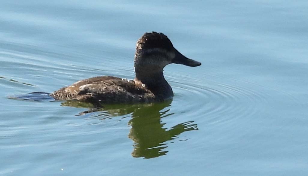 Ruddy Duck - ML643089662