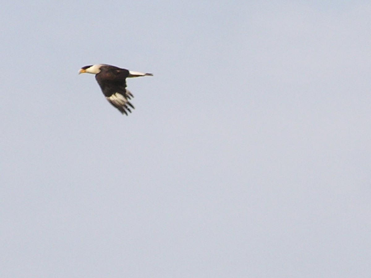 Crested Caracara (Northern) - ML643089673