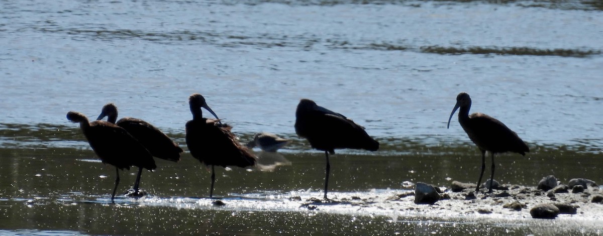 White-faced Ibis - ML643089678