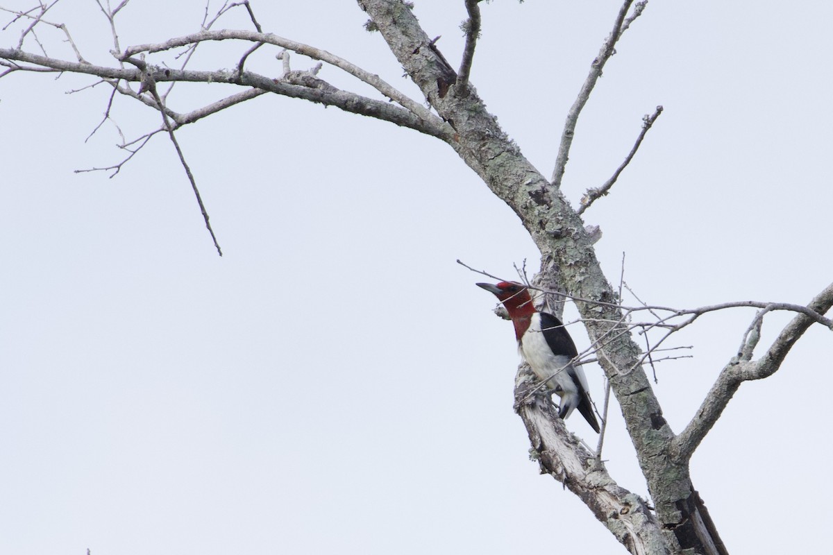 Red-headed Woodpecker - ML643089679