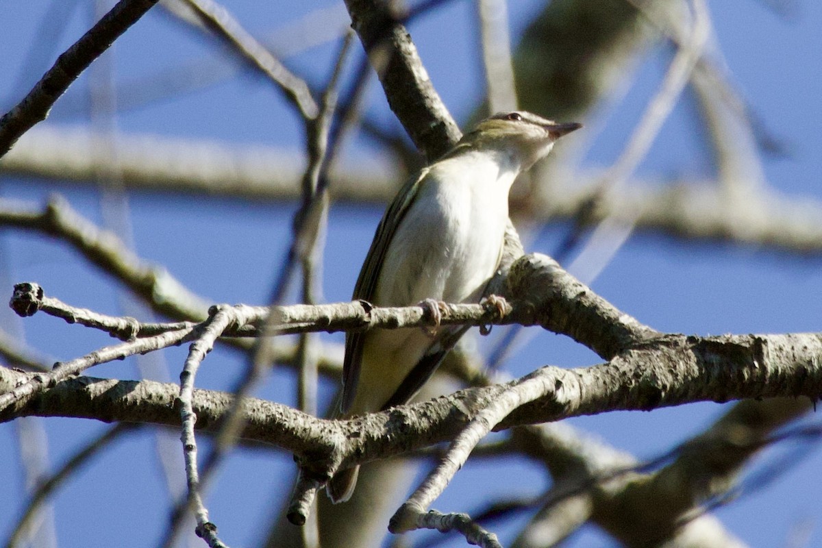 Red-eyed Vireo - ML643089692