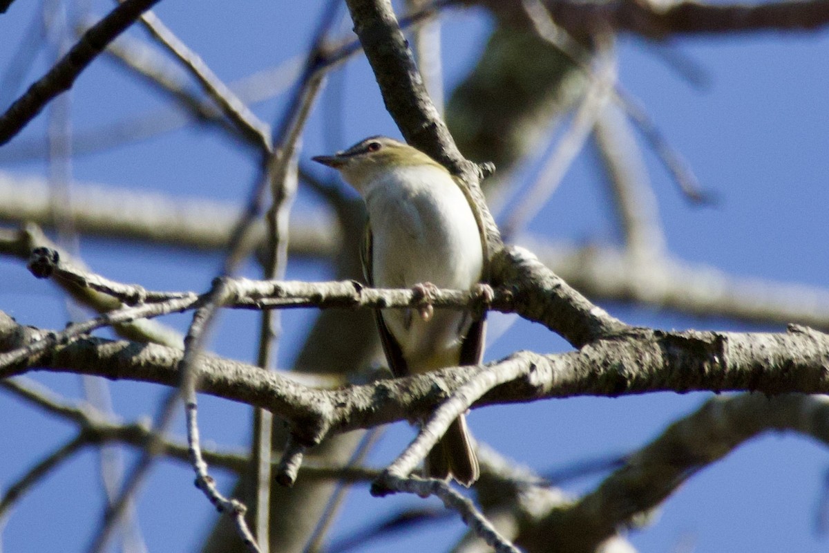 Red-eyed Vireo - ML643089693