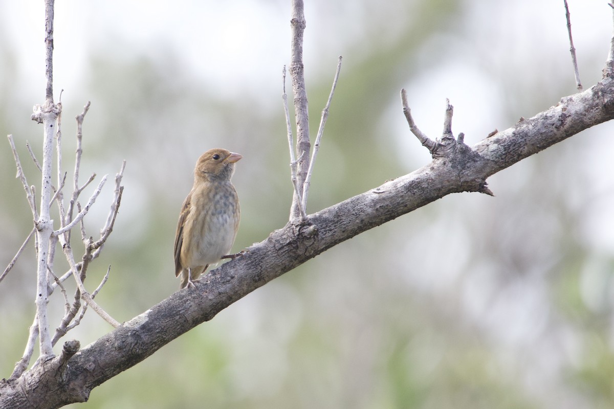 Indigo Bunting - ML643089697