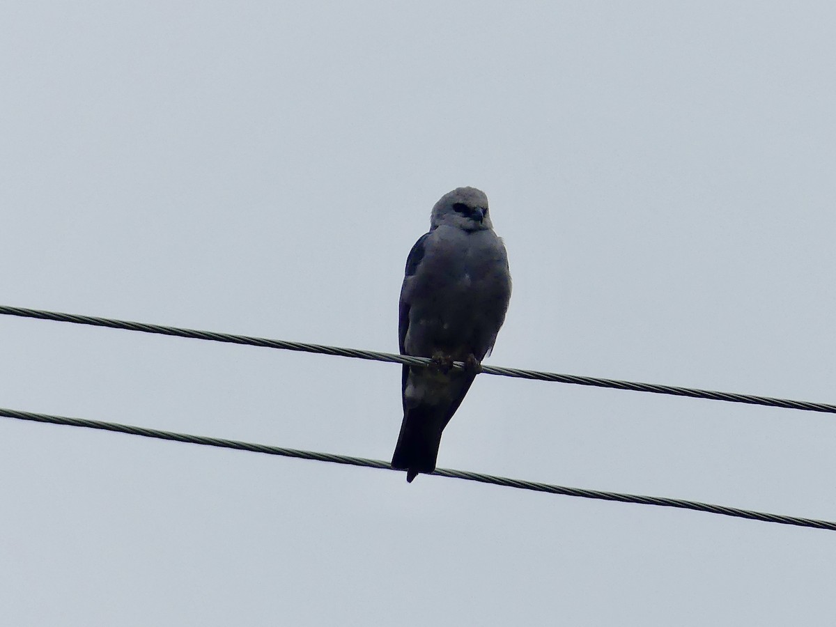 Mississippi Kite - ML643089698