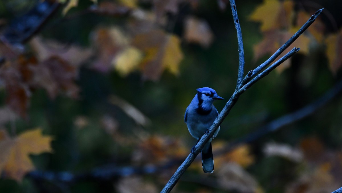 Blue Jay - Monique Maynard