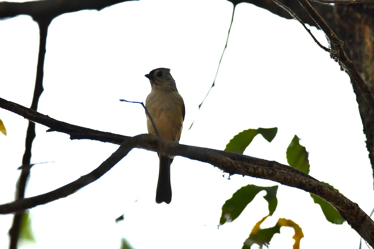 Tufted Titmouse - Monique Maynard