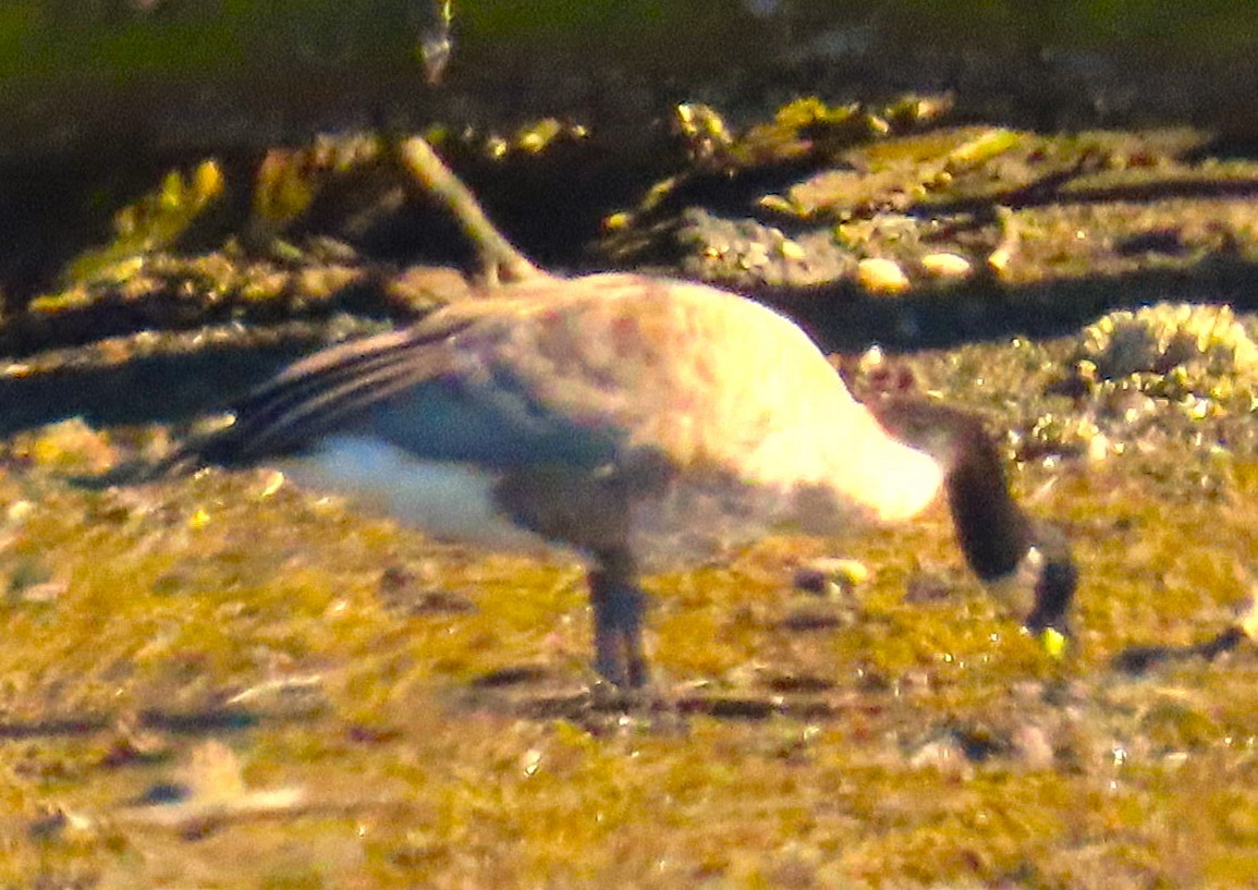 Canada Goose - Ned Mueller
