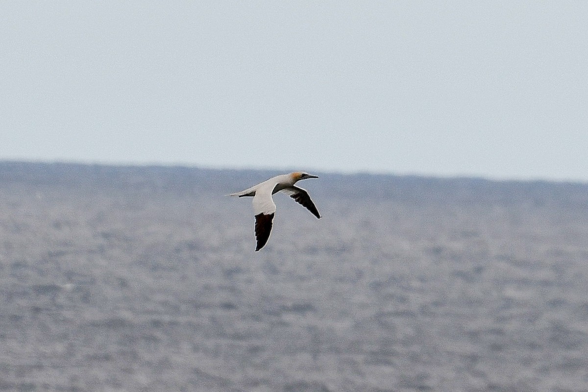 Northern Gannet - ML643089745