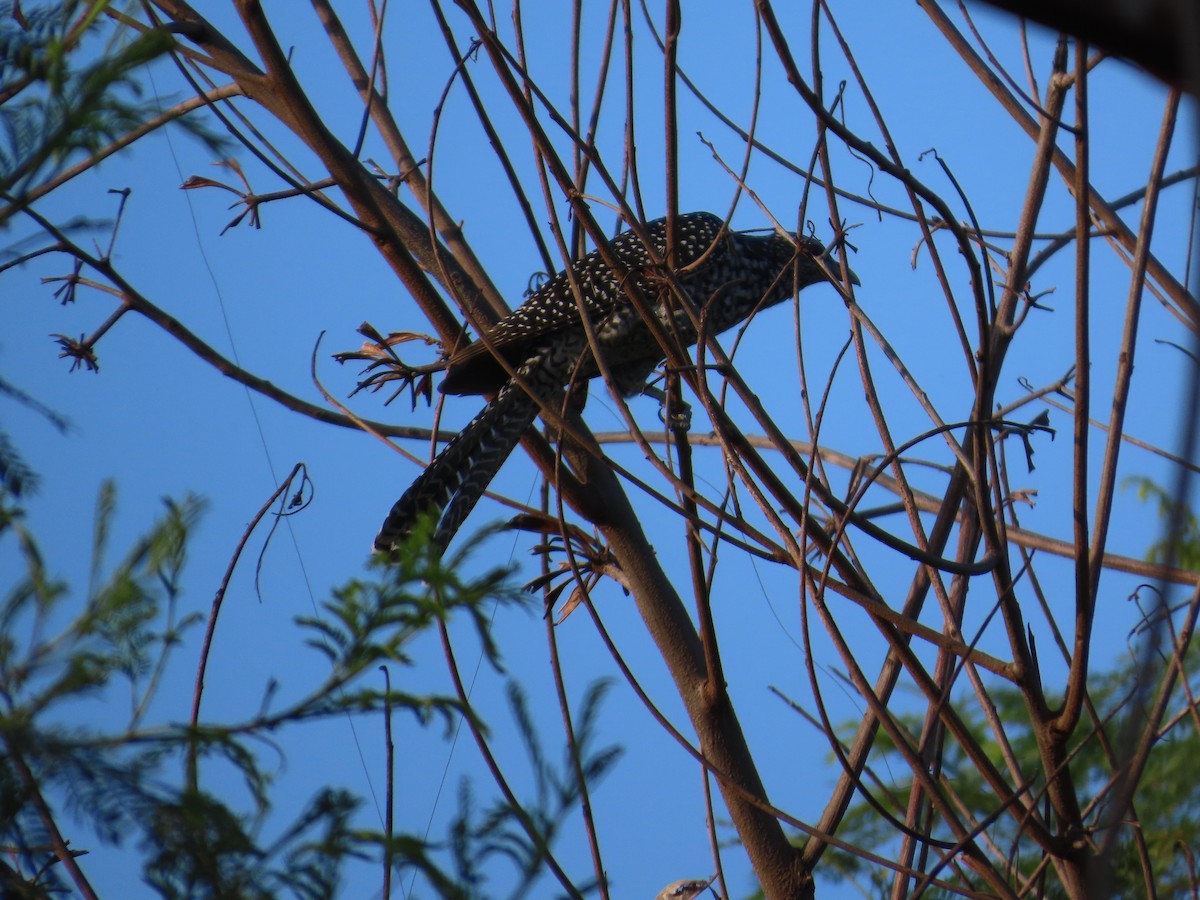 Asian Koel - Shilpa Gadgil