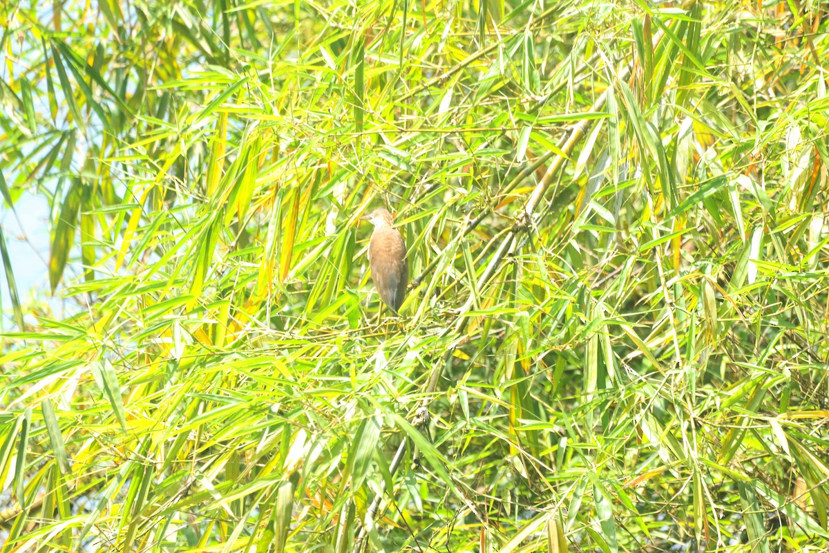 Yellow Bittern - ML643089774
