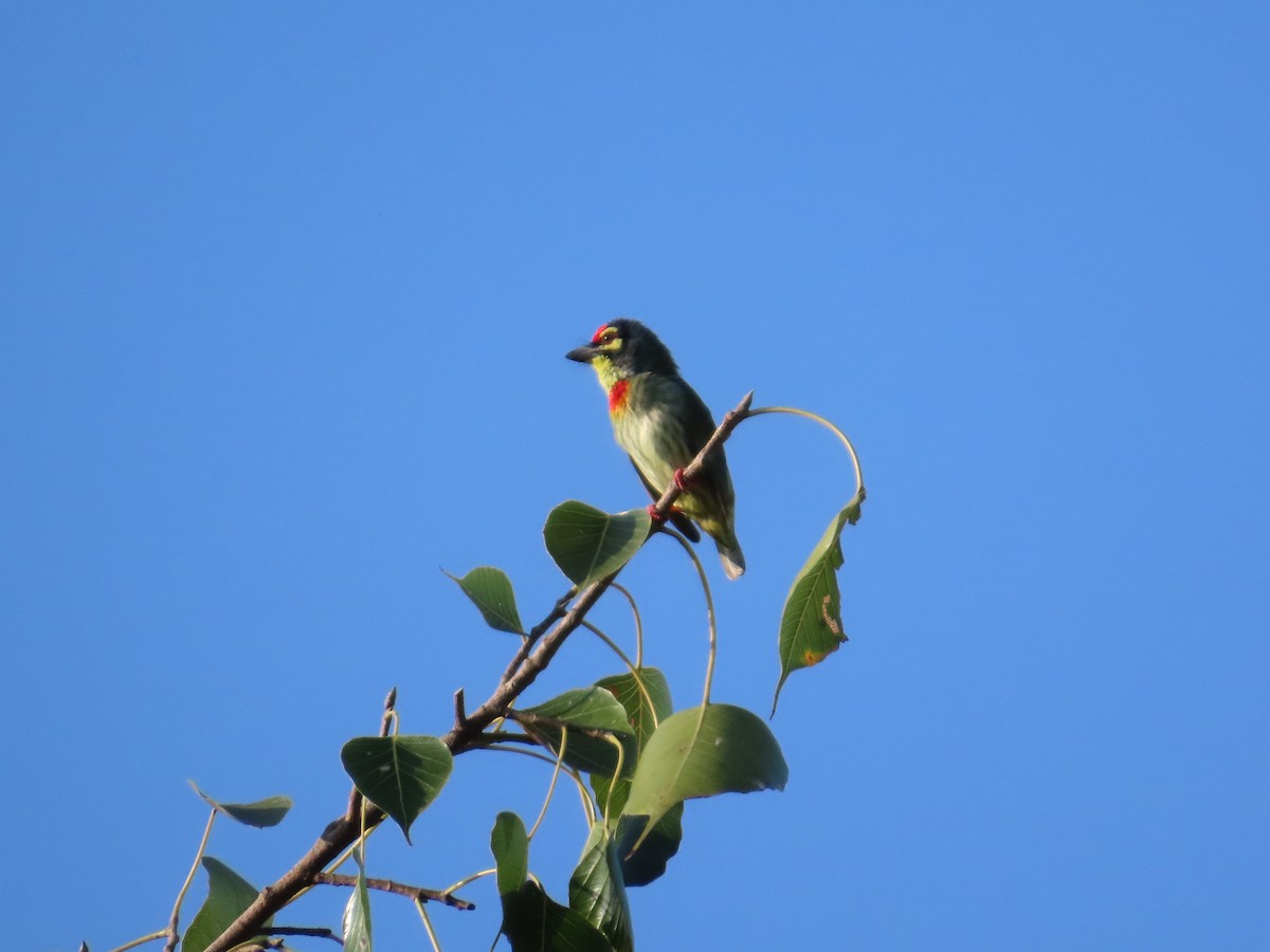 Coppersmith Barbet - ML643089775