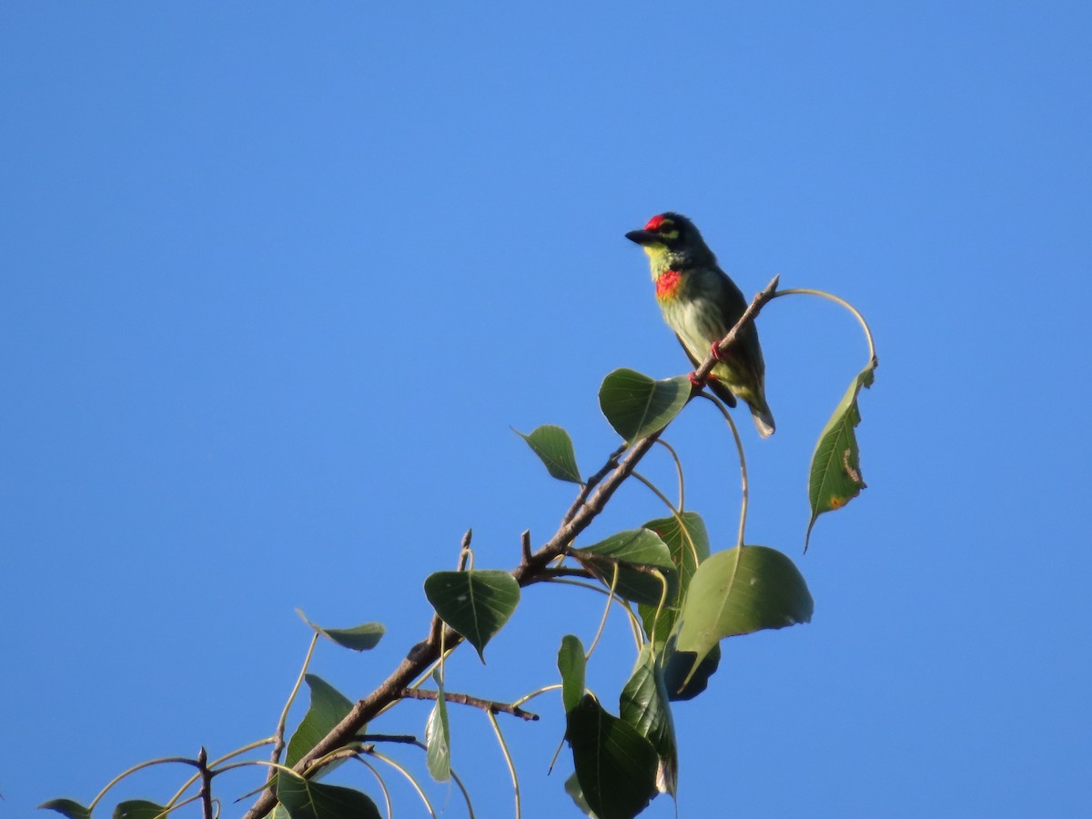 Coppersmith Barbet - ML643089776