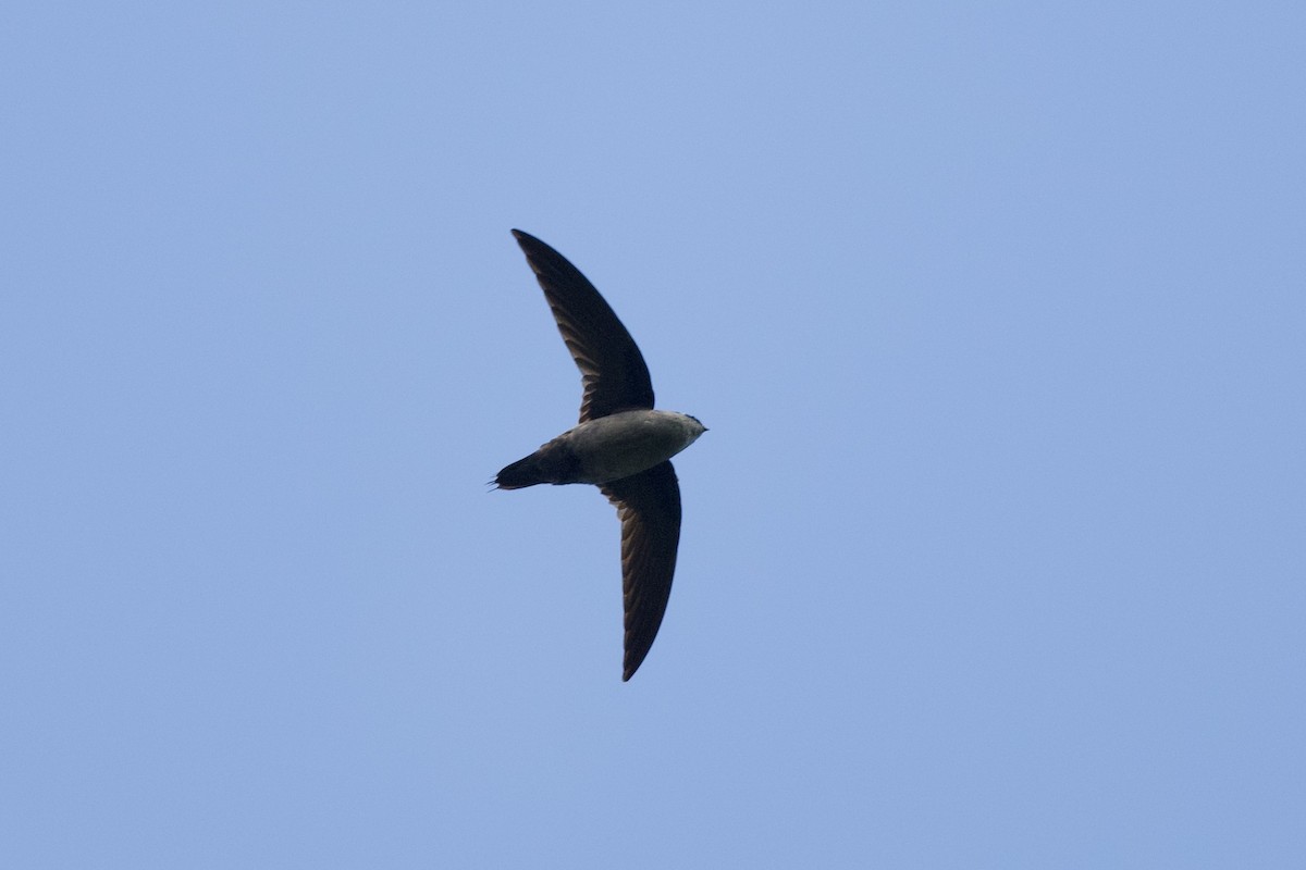 Gray-rumped Swift - ML643089777