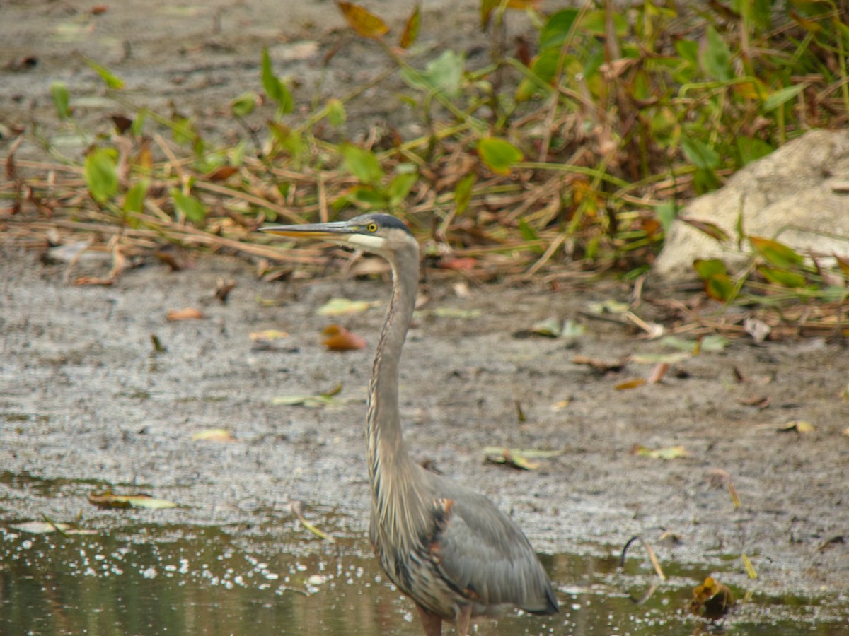 Great Blue Heron - ML643089784
