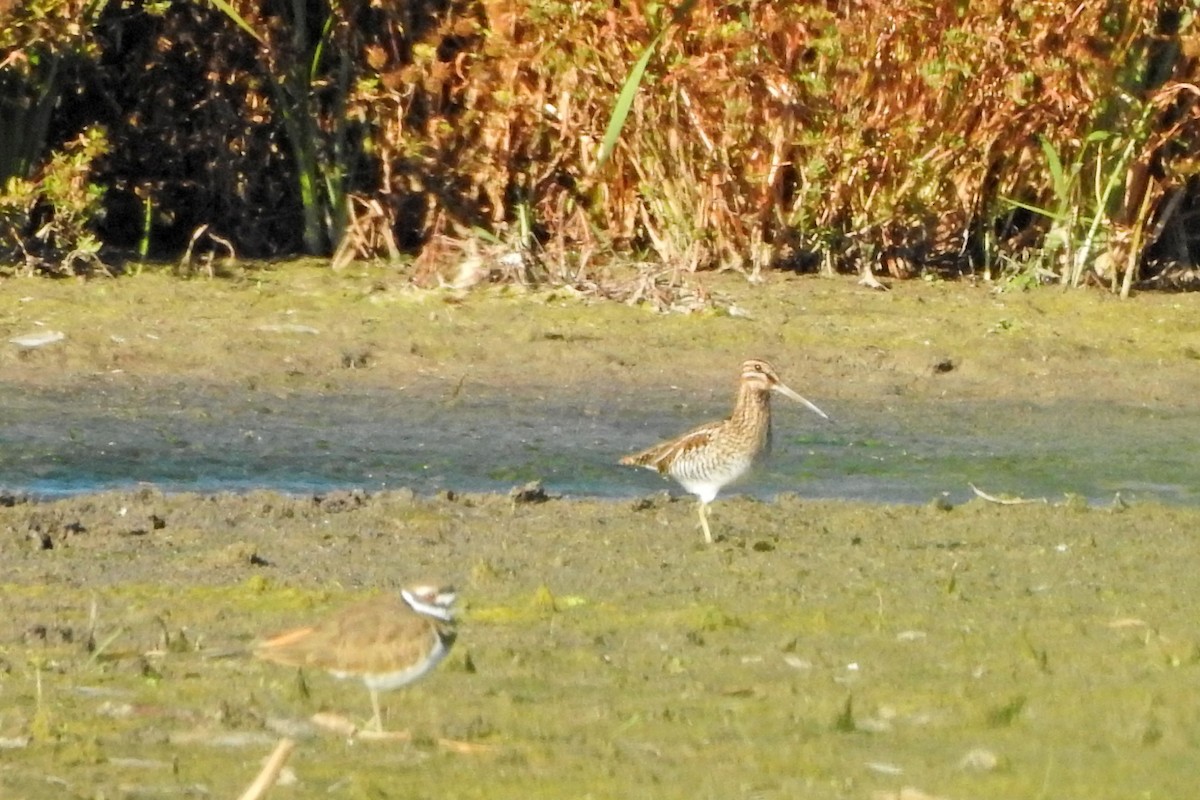 Wilson's Snipe - ML643089799