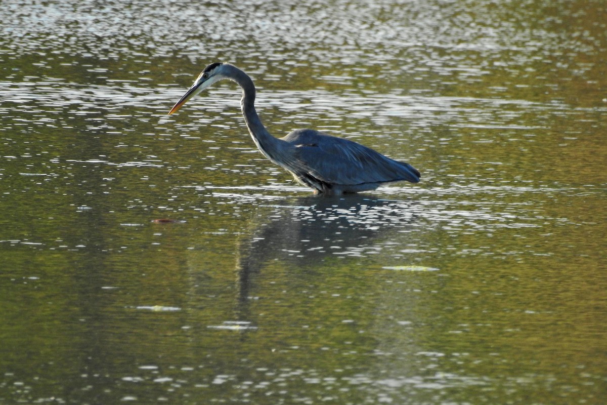 Great Blue Heron - ML643089806
