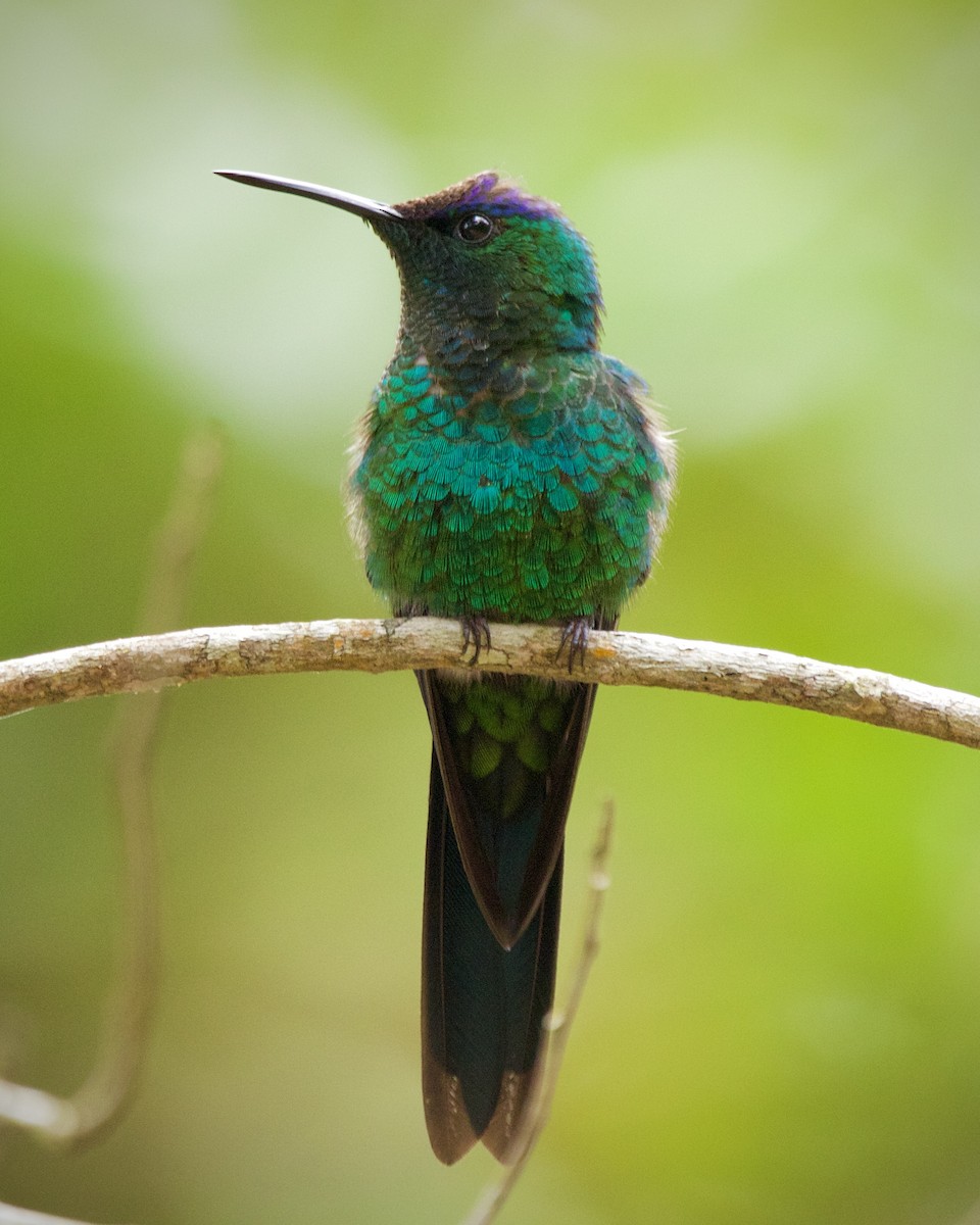 Violet-capped Woodnymph - ML643089811