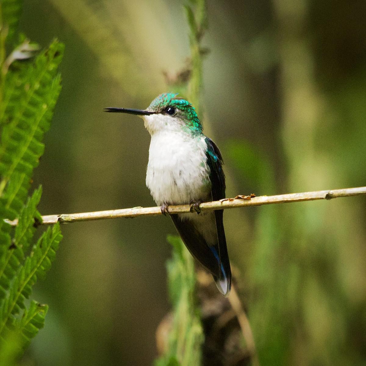 Violet-capped Woodnymph - ML643089812