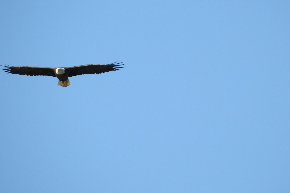 Bald Eagle - ML643089815