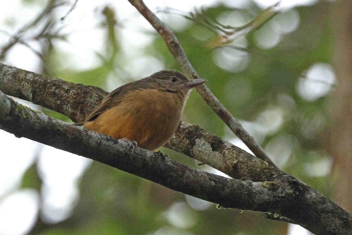 Rufous Shrikethrush - ML643089901