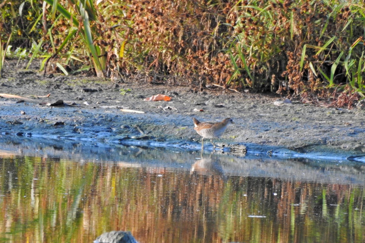Sora - ML643089908
