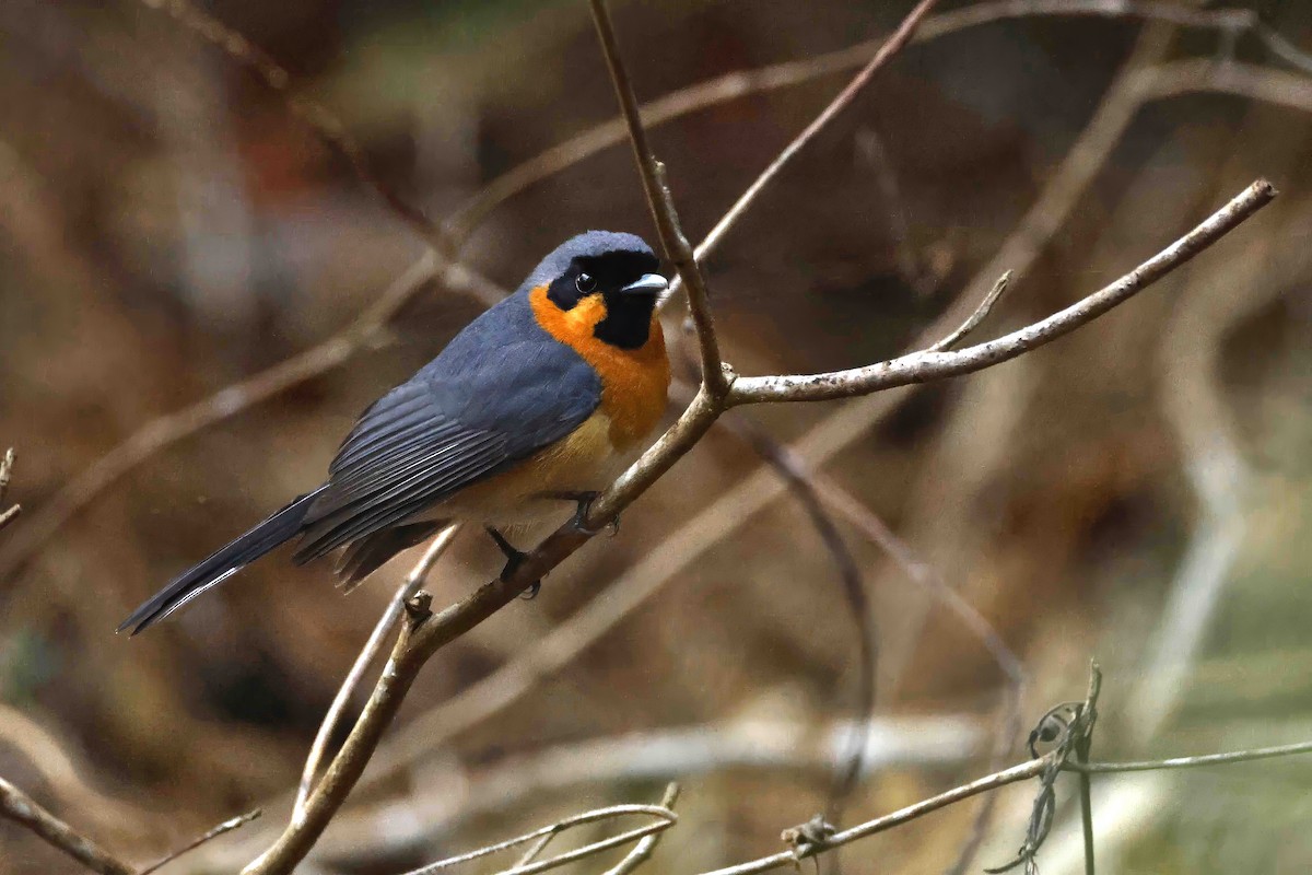 Australian Spectacled Monarch - ML643089929